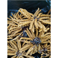 天津回收冬虫夏草一克的价值-虫草收购