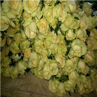 云南玫瑰花批发\云南玫瑰花价格\云南哪里有直销玫瑰鲜花的 