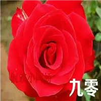 云南月季工程苗批发\云南月季工程苗价格\昆明月季工程苗种植基地 