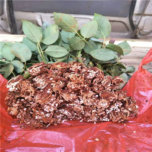 玫瑰种苗厂家直销