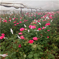 云南花卉基地-常年供应两年月季工程苗 