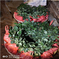 大量出售昆明玫瑰切花、昆明昆明玫瑰切花基地 