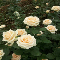 玫瑰种苗基地|沭阳品种月季盆花| 