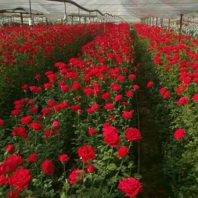 哪里有玫瑰花苗卖|**品种价格|南阳月季基地 
