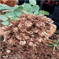 玫瑰花苗低价批发\哪里的玫瑰苗**多\云南哪里有玫瑰苗卖 