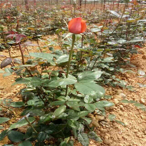 沭阳玫瑰工程苗|**出货|沭阳月季基地 