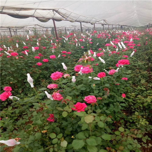 云南花卉基地-常年供应两年月季工程苗 