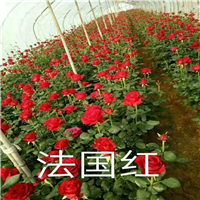 云南玫瑰盆栽种苗@昆明玫瑰盆栽种苗@玫瑰盆栽种苗批发 