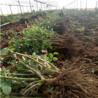 大量出售玫瑰小苗、昆明玫瑰小苗基地、云南玫瑰小苗批发 