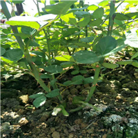 哪里有玫瑰苗卖？云南玫瑰苗价格 