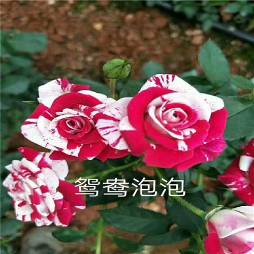 供应月季【云南月季批发】云南哪里有月季卖 