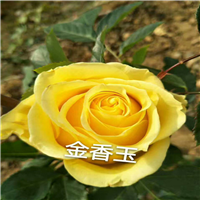 云南玫瑰盆花种植基地@低价出售云南玫瑰盆花 