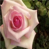 供应玫瑰花苗\云南玫瑰花苗\云南玫瑰花种苗 