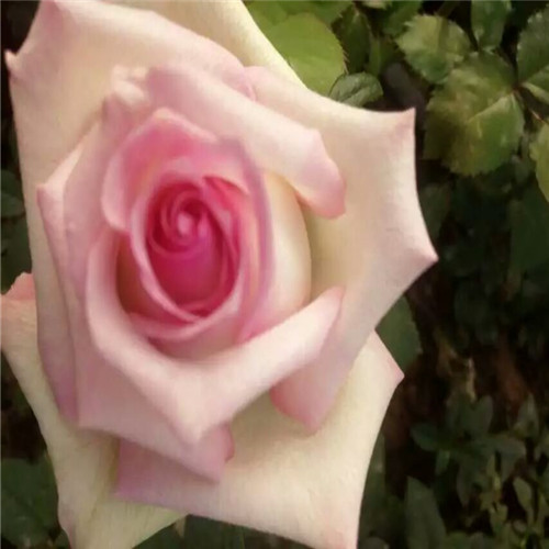供应玫瑰花苗\云南玫瑰花苗\云南玫瑰花种苗 