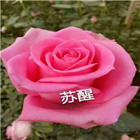 云南玫瑰杯苗种植@云南昆明云南玫瑰杯苗哪里有 