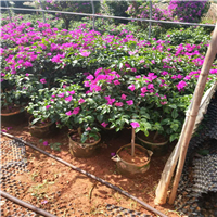 南阳月季|南阳品种月季|云南花卉基地 