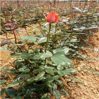 沭阳玫瑰工程苗|**出货|沭阳月季基地 