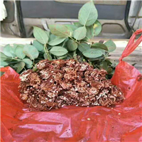 批发玫瑰苗、云南玫瑰苗、昆明玫瑰苗 