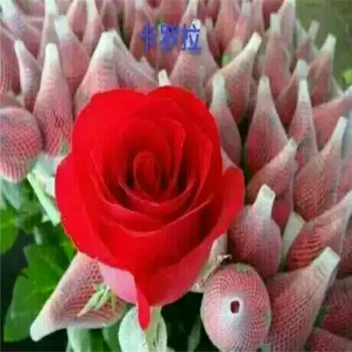 沭阳玫瑰大苗|河南哪里有玫瑰花苗卖 
