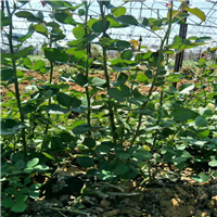 销售玫瑰苗、玫瑰苗基地 