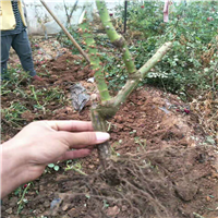 玫瑰基地，批发玫瑰，云南玫瑰 