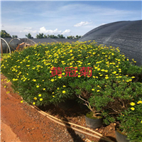 云南玫瑰切花，昆明玫瑰切花价格，云南玫瑰切花种植 