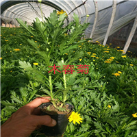 云南玫瑰大苗|昆明玫瑰苗价格|玫瑰苗哪里有 