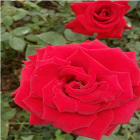 批发玫瑰种苗、云南玫瑰花苗、云南玫瑰花种苗 