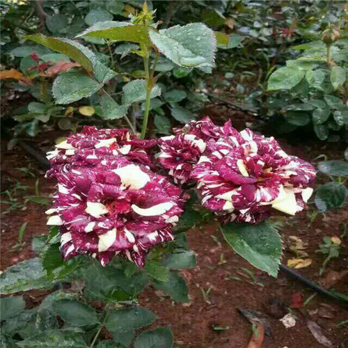 河南哪里有玫瑰花苗卖|南阳月季基地 