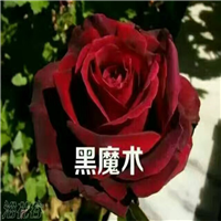 云南玫瑰鲜切花@云南玫瑰鲜切花种植基地 