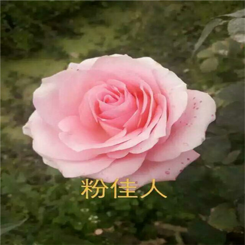 南阳月季-北极风神玫瑰- 