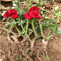云南鲜花玫瑰苗_云南花卉基地_@批发各种玫瑰花苗 