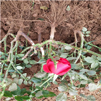 代安娜-云南成品鲜花-云南成品鲜花价格 
