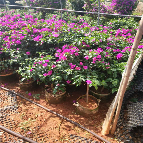 南阳月季|南阳品种月季|云南花卉基地 