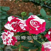 供应月季【云南月季批发】云南哪里有月季卖 