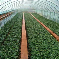 玫瑰种苗种植基地一角