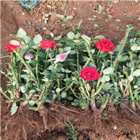 大量出售云南玫瑰鲜花、昆明玫瑰鲜花基地 