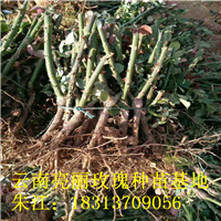 云南玫瑰月季 