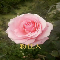 南阳月季-北极风神玫瑰- 