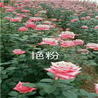 南阳月季|批发热线：18313709056 