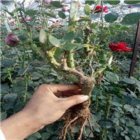 供应玫瑰嫁接苗|云南玫瑰苗|云南玫瑰花种苗 