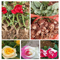 卡罗拉-云南成品鲜花基地@昆明成品鲜花出售 