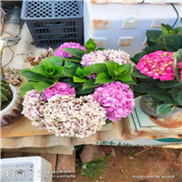 云南无尽夏绣球花苗