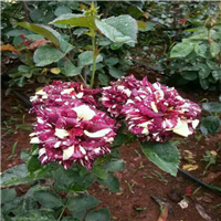 河南哪里有玫瑰花苗卖|南阳月季基地 