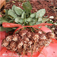 云南玫瑰种苗|云南花卉种苗|哪里的玫瑰花种苗**多 