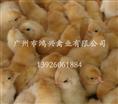 济南清远麻鸡苗/济南养殖清远麻鸡苗