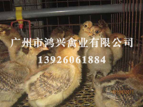 四川清远麻鸡苗/四川清远麻鸡苗养殖中心