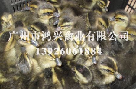 济南蛋鸭苗/济南哪里有养殖蛋鸭苗