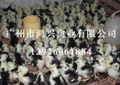 济南清远麻鸡苗/济南清远麻鸡苗养殖技术