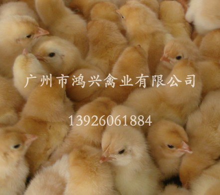 济南清远麻鸡苗/济南养殖清远麻鸡苗